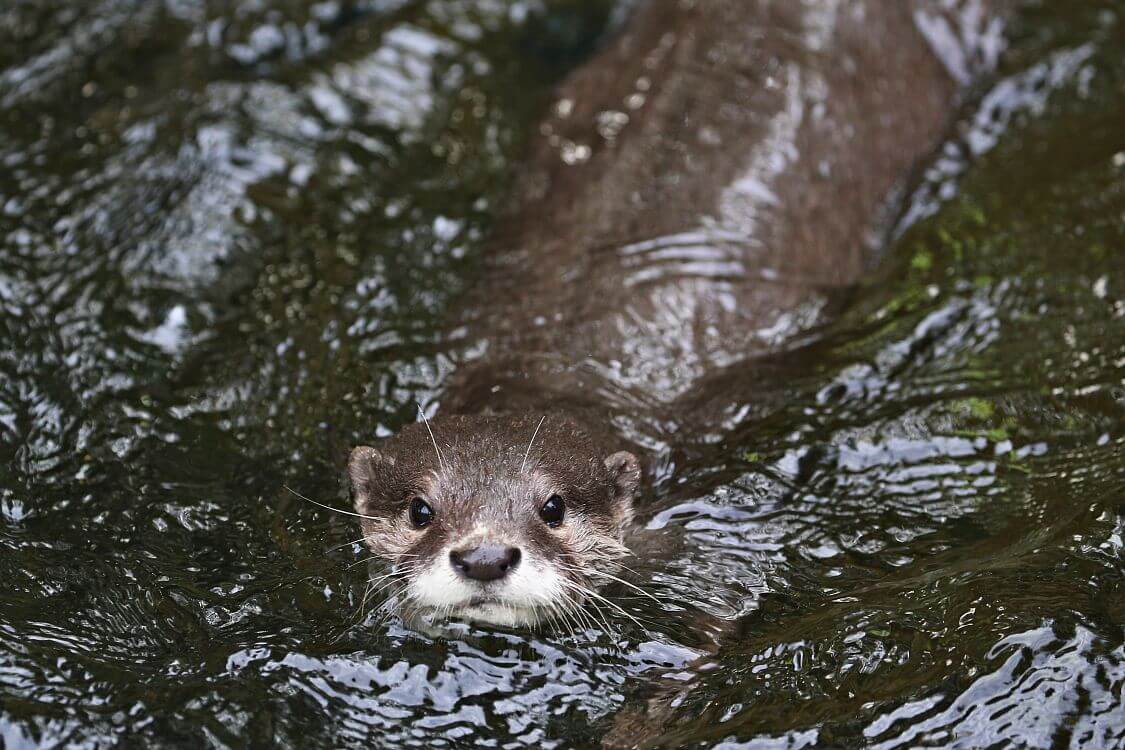 Using a scent fence for otters