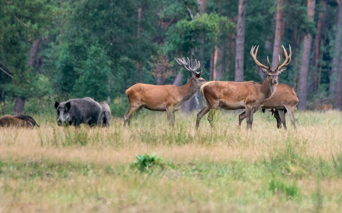 Scent fences against game - reliable and effective protection