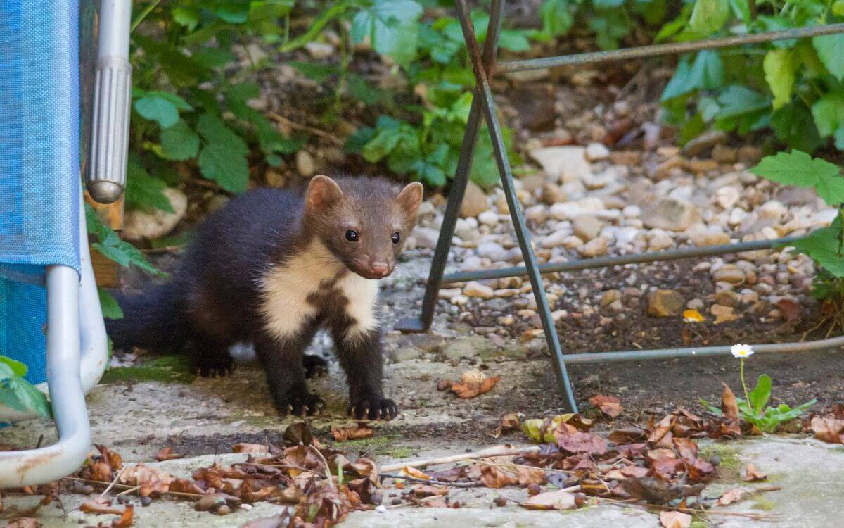 Using a scent fence against martens