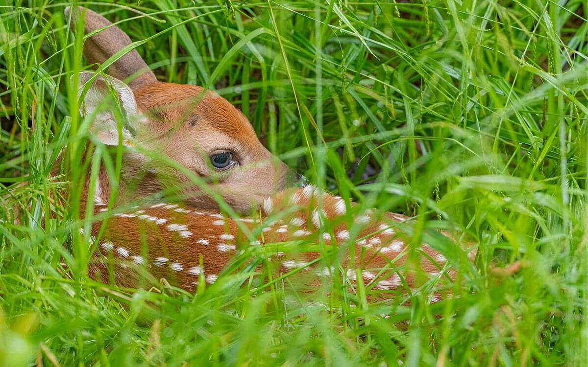 "The application of the PREVENT method of deer protection was very successful in my opinion"says Klára Hanoldová
