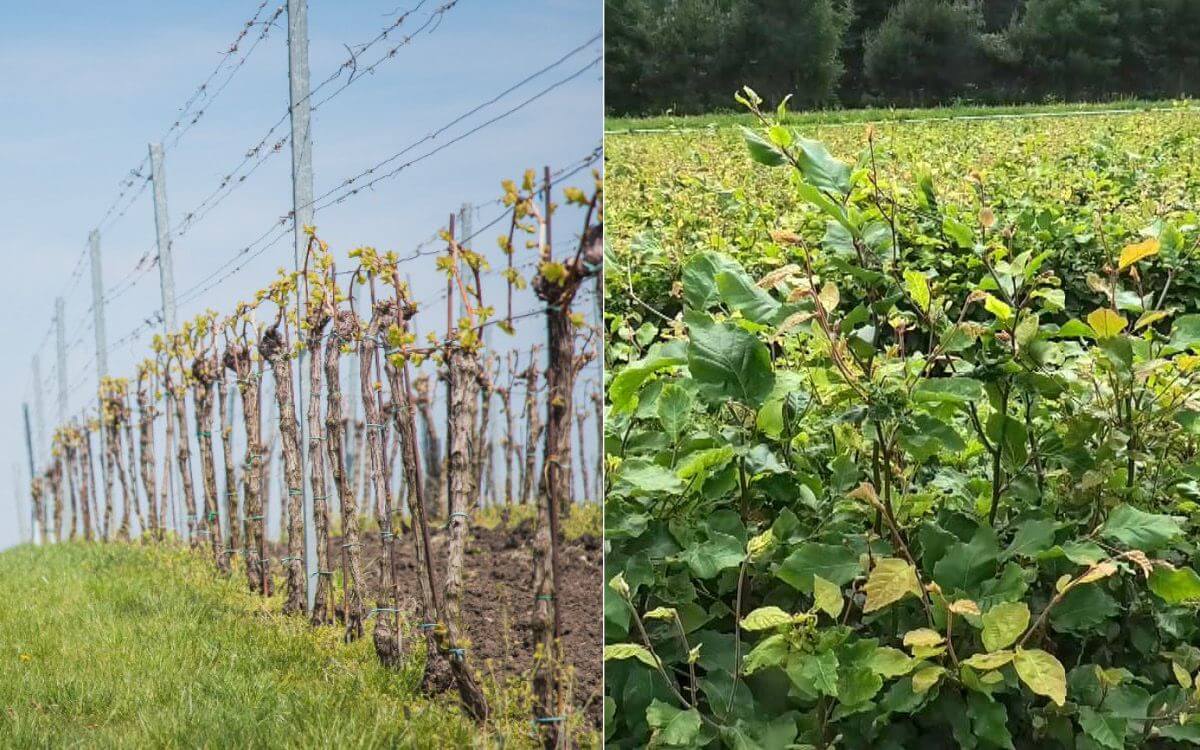 Ochrana proti okusu a vytloukání lesních dřevin