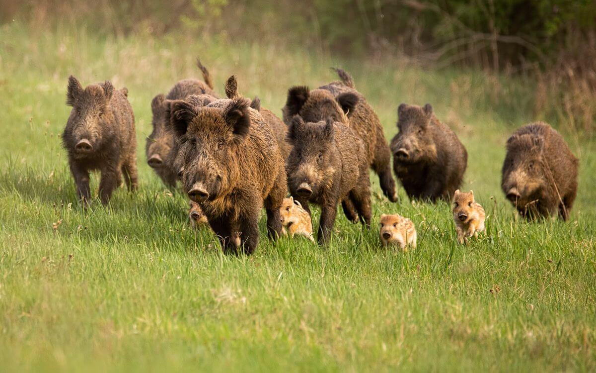 "The scent fence for wild boars works perfectly so far"says Tomáš Bláha