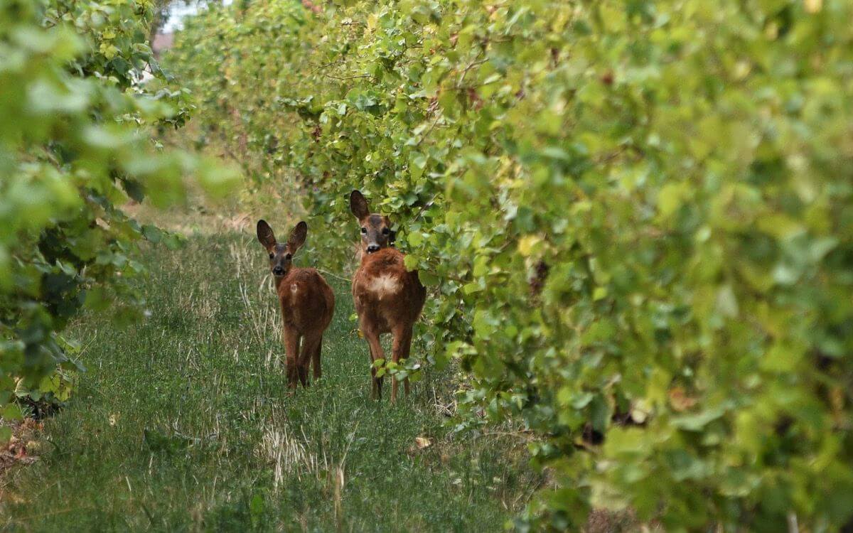 "With the smell fence to protect the vineyard, I have kept a larger area of vineyards away from deer"says Mr. Škrhák.