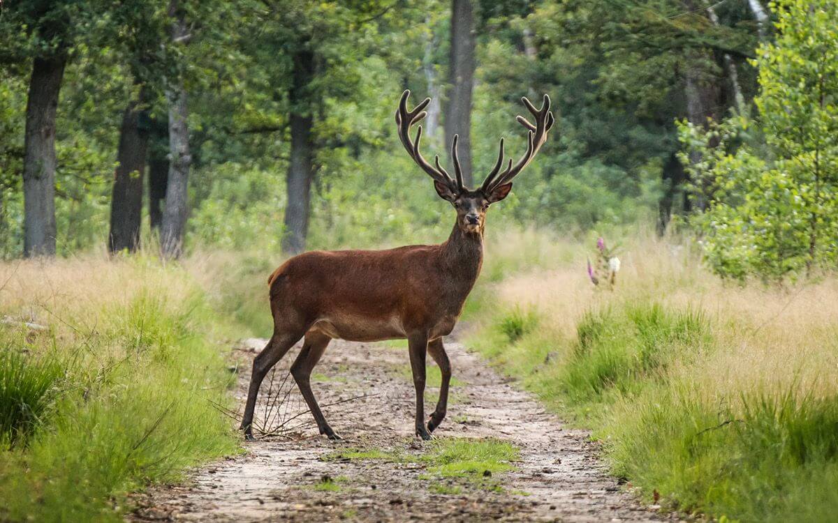 "We were very satisfied with the scent fence against deer"says Marie Kročilová