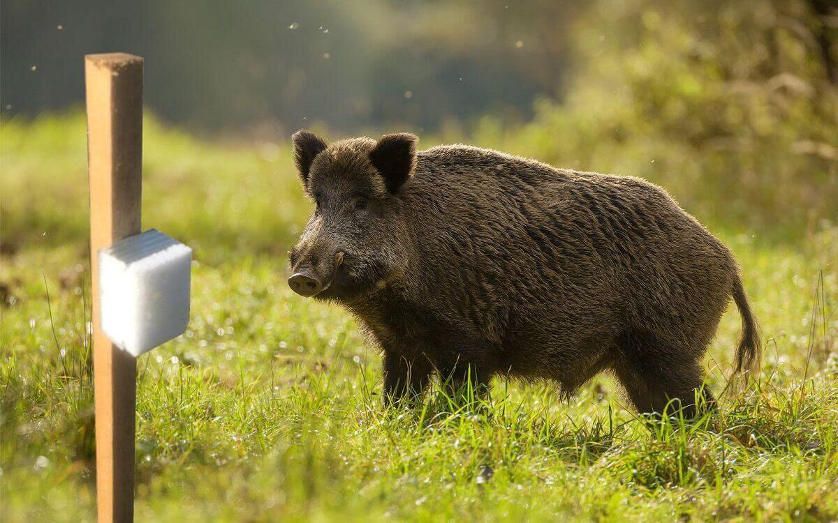 How to correctly select and install a scent fence against wild boars