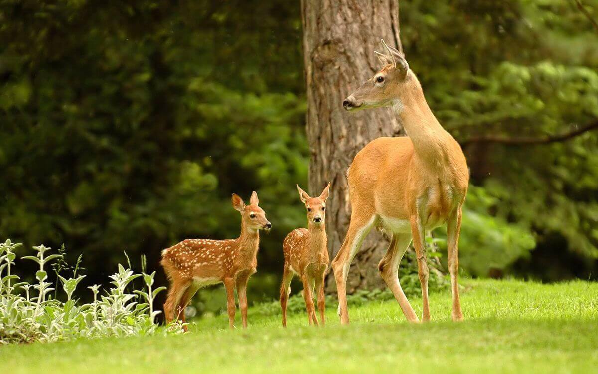 Jak správně vybrat a nainstalovat pachový ohradník proti srnkám