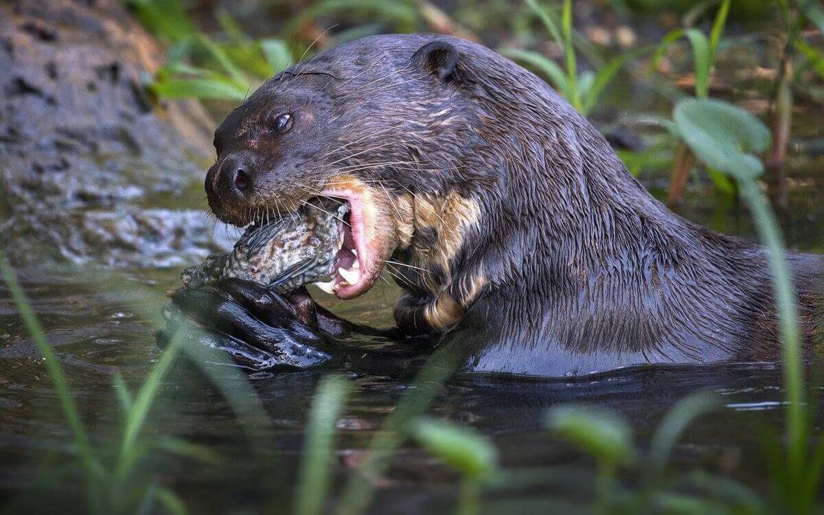 How to protect your pond and fish pond not only from otters? Get an otter scent fence
