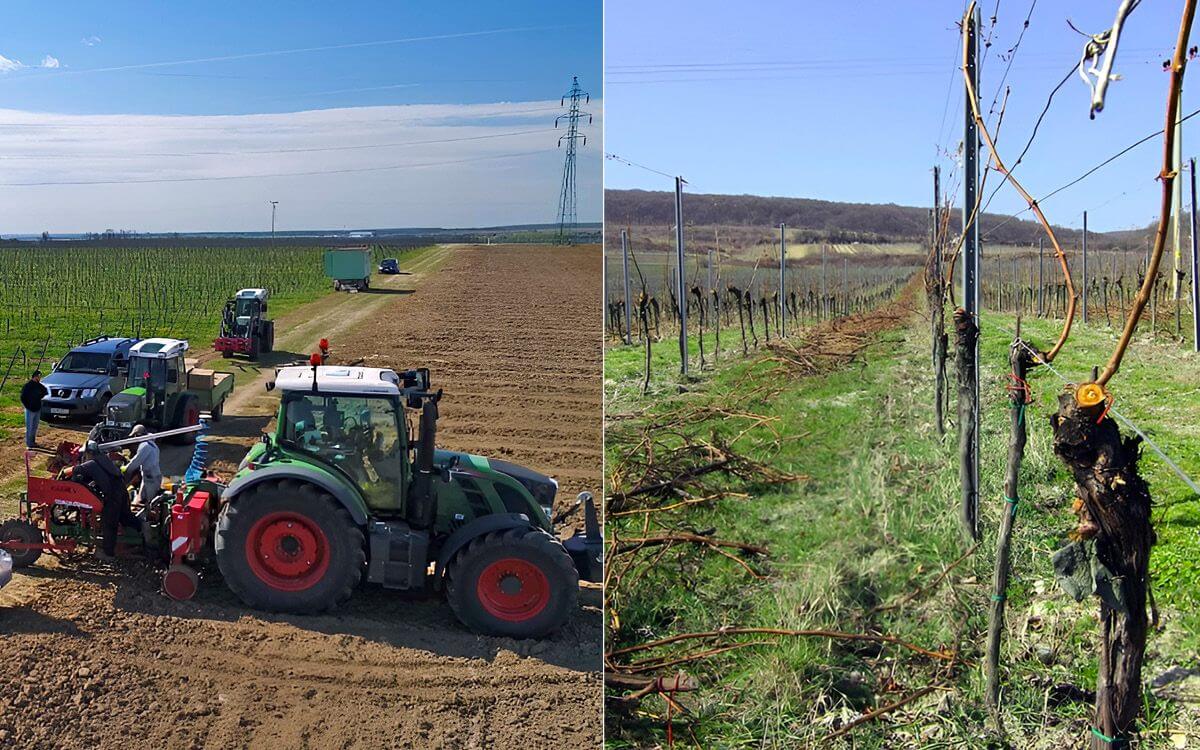 Protection against vine bite