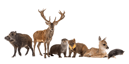 Scent fences by animal